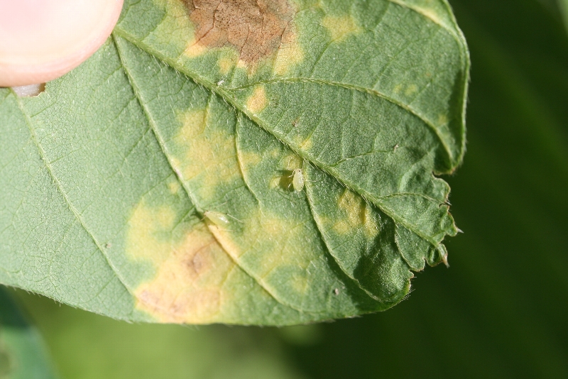 ジャガイモヒゲナガアブラムシ形態1