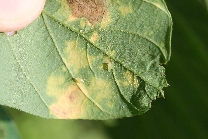 ジャガイモヒゲナガアブラムシ形態1