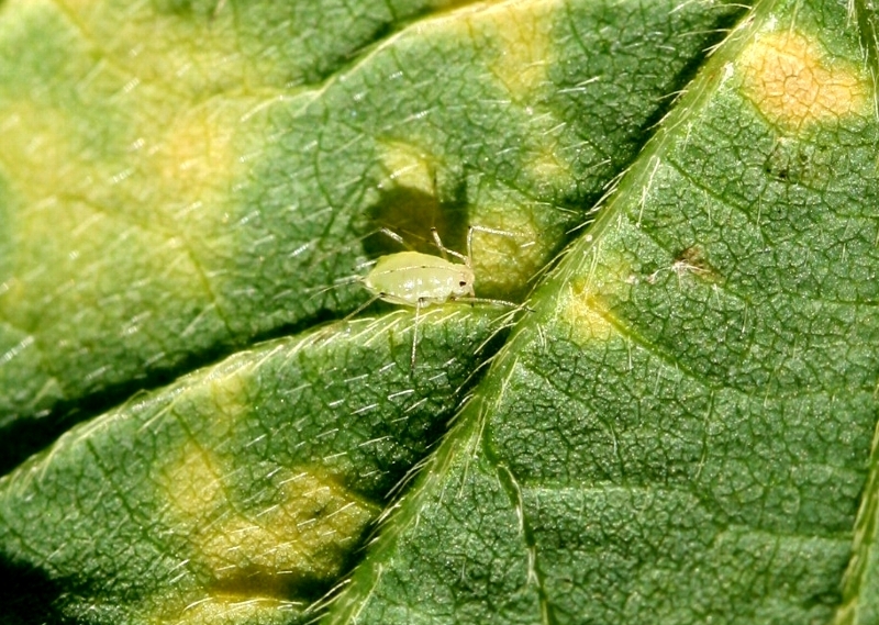 ジャガイモヒゲナガアブラムシ形態2