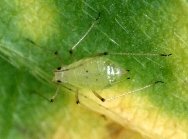 ジャガイモヒゲナガアブラムシ形態3