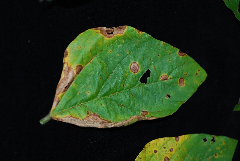 ダイズ褐色輪紋病