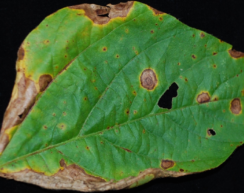 葉の病徴