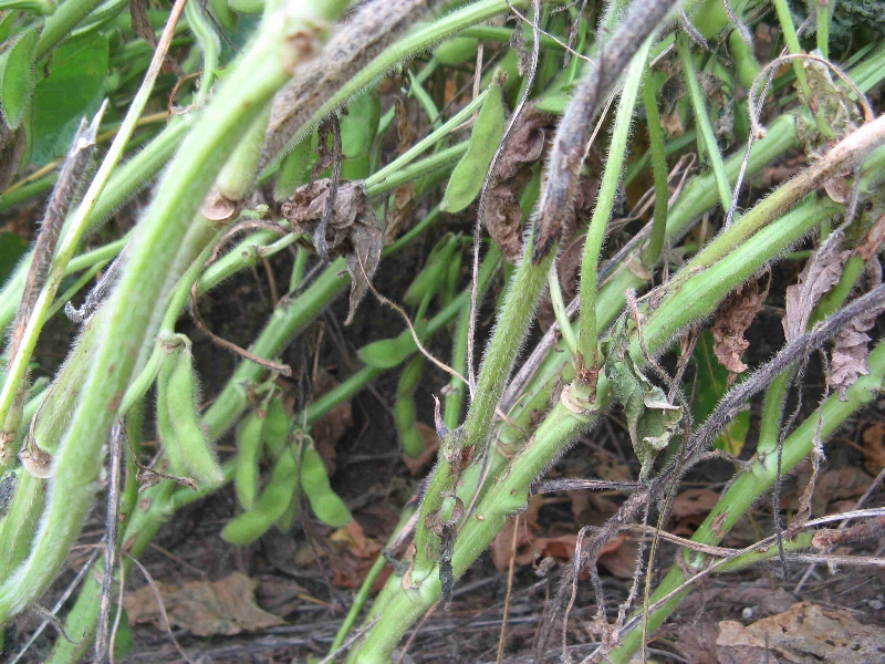 褐色輪紋病病微