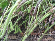 茎の病微（夢さよう）