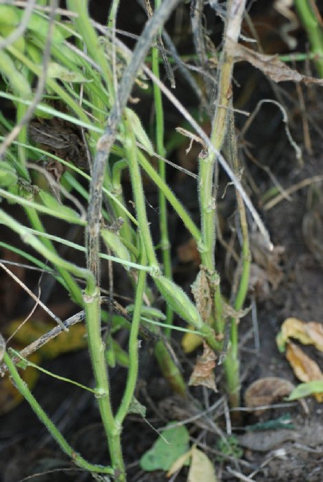 褐色輪紋病茎枯れ