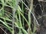 ダイズ輪紋病茎枯れ