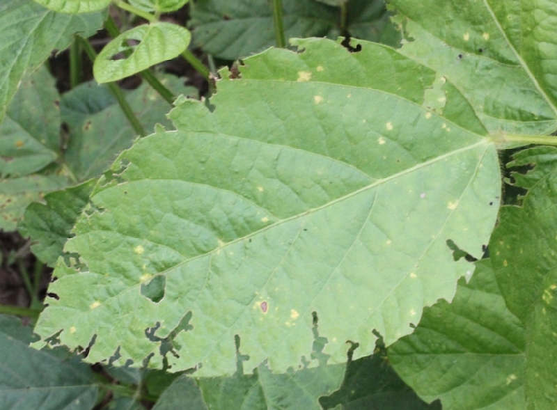 コフキゾウムシ被害1