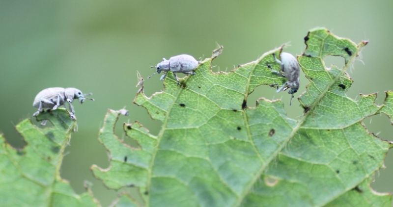 コフキゾウムシ形態3