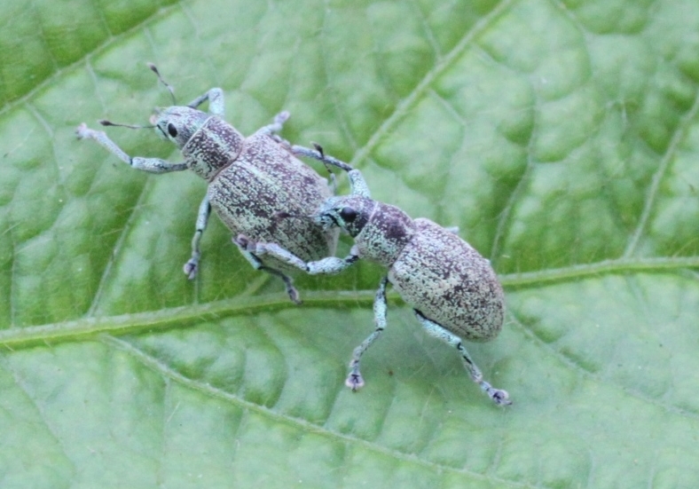 コフキゾウムシ形態4