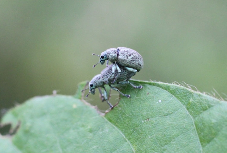 コフキゾウムシ形態5