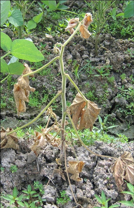茎疫病 病徴4