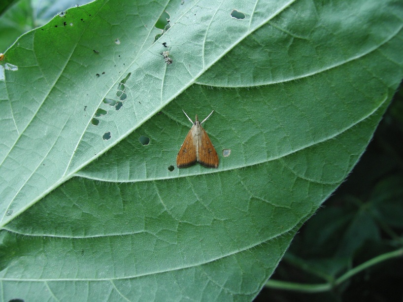 クロモンキノメイガ形態1