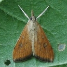 クロモンキノメイガ