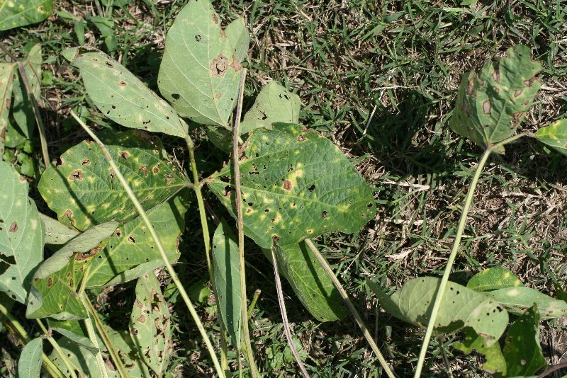 壊死斑（えしはん）