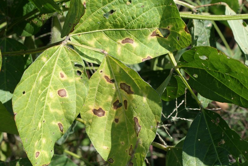 壊死斑（えしはん）