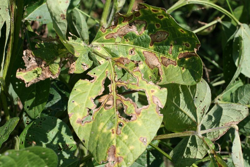 壊死斑（えしはん）