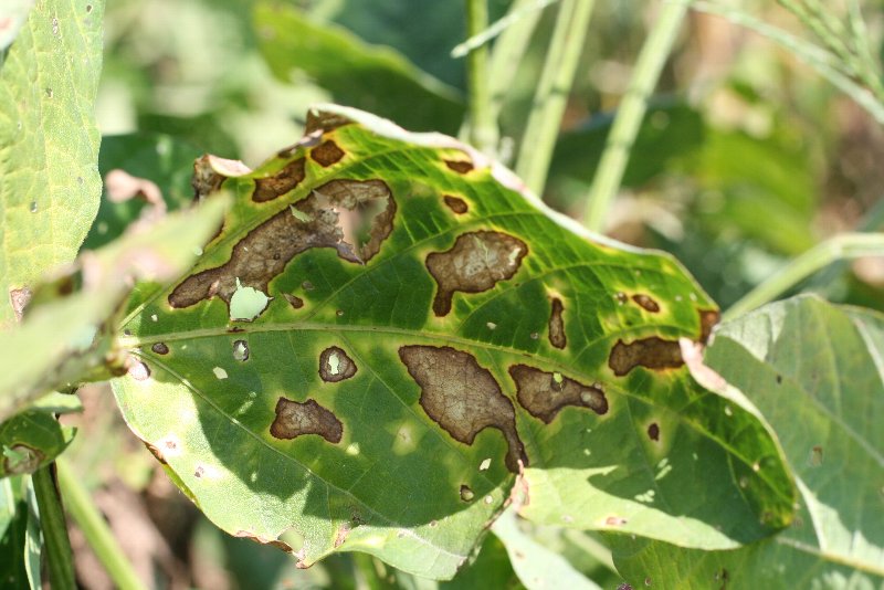 壊死斑（えしはん）