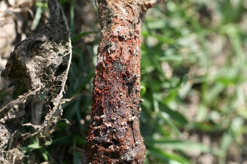 子嚢殻（しのうかく）