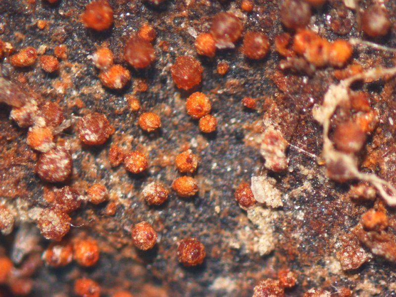 子嚢殻（しのうかく）