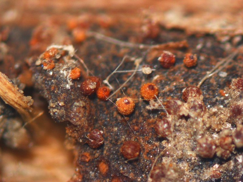 子嚢殻（しのうかく）