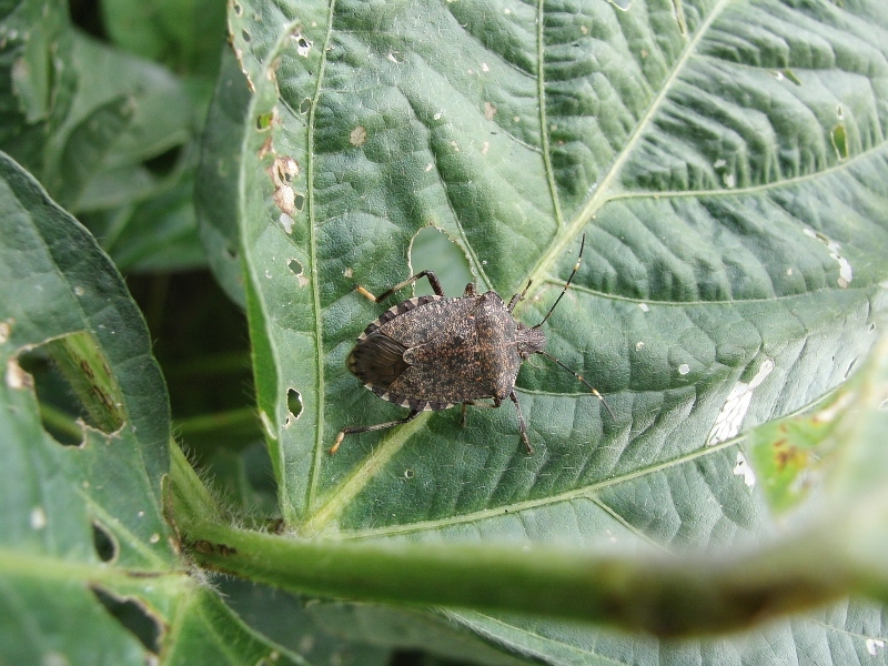 クサギカメムシ