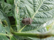 クサギカメムシ写真