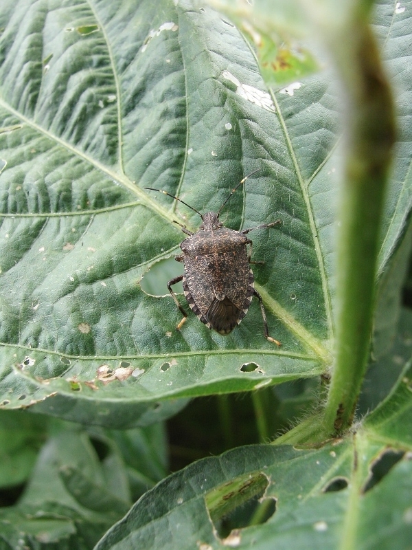 クサギカメムシ