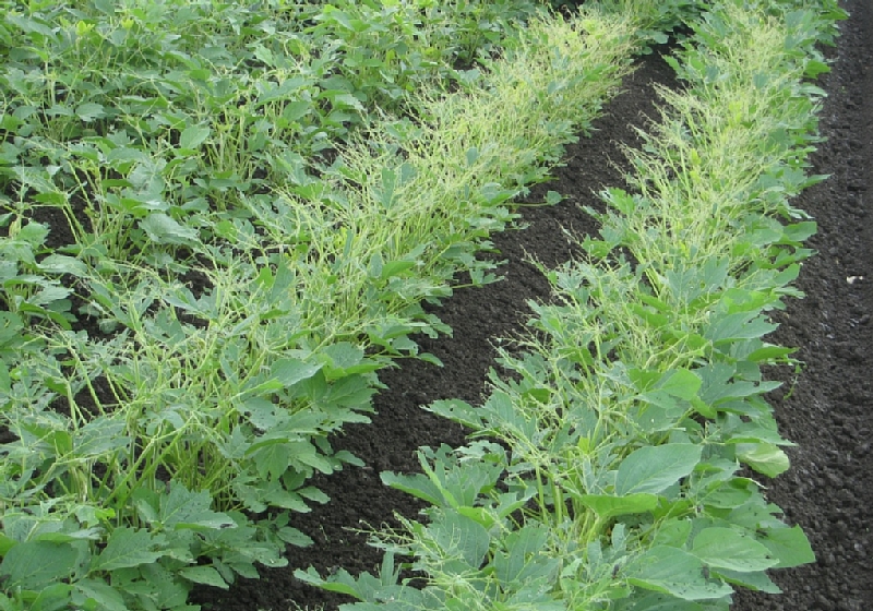 マメハンミョウ被害1