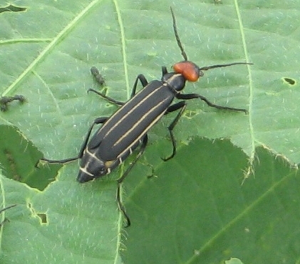 マメハンミョウ形態1