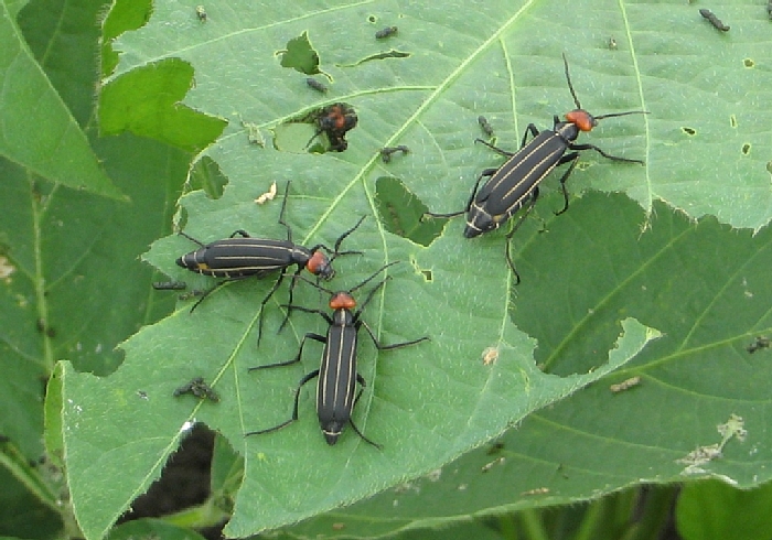 マメハンミョウ形態3