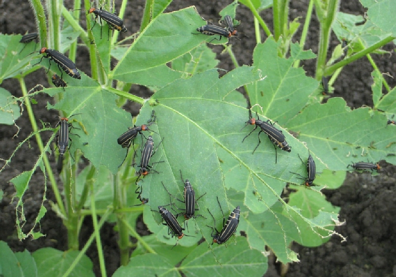 マメハンミョウ形態4