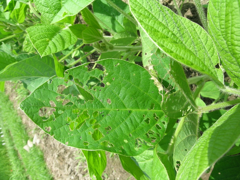 マメコガネ被害1