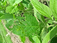 マメコガネ被害1