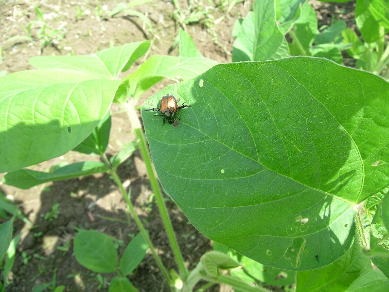 マメコガネ形態1