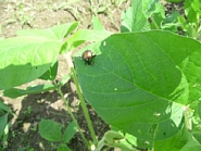 マメコガネ形態1