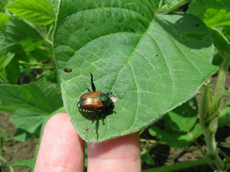 マメコガネ形態2