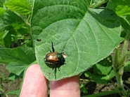 マメコガネ形態2