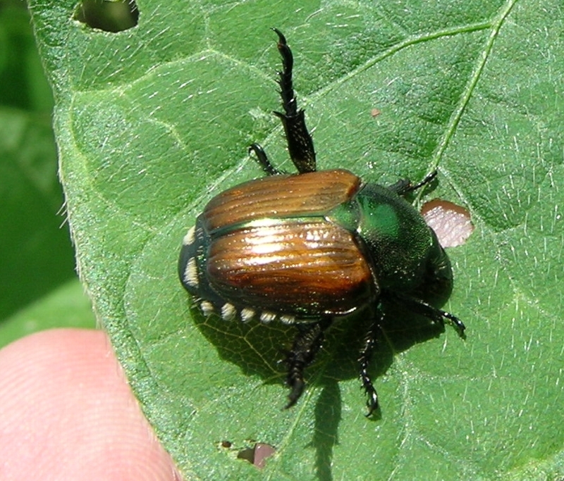 マメコガネ形態3