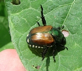 マメコガネ形態3