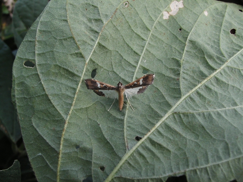 マメノメイガ形態1