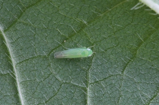 マメノミドリヒメヨコバイ形態1