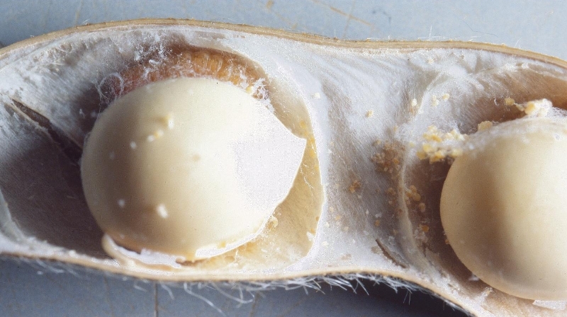 マメシンクイガ被害1