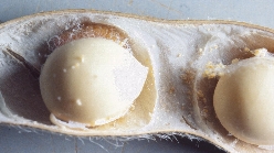 マメシンクイガ被害1