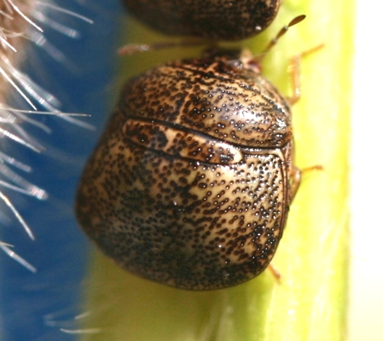 マルカメムシ形態8