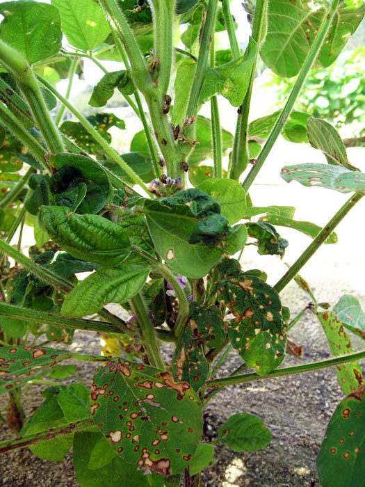 マルカメムシの被害写真1