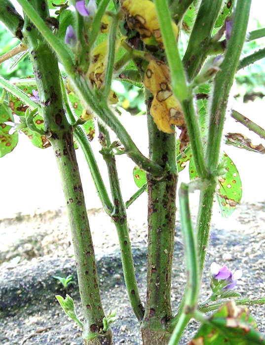 マルカメムシの被害写真2