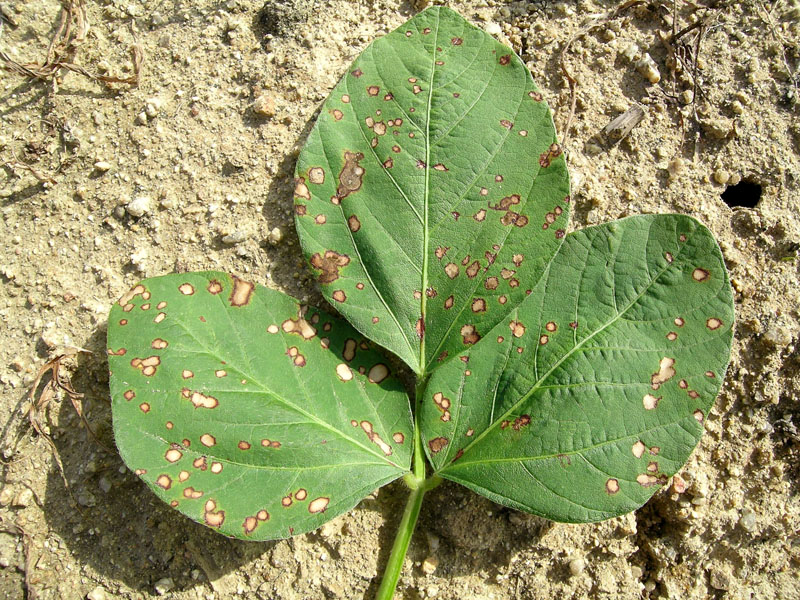 マルカメムシの被害写真3
