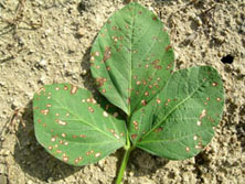 マルカメムシによる被害写真3