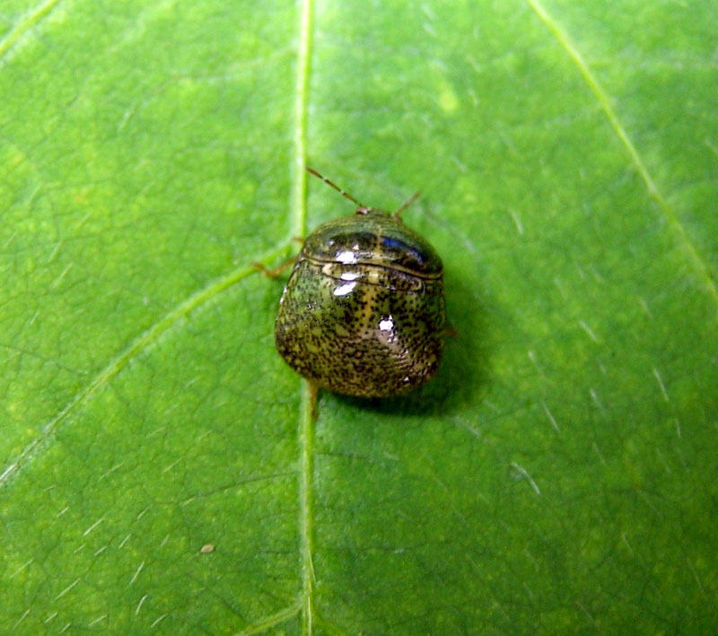 マルカメムシの写真1