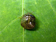 マルカメムシ形態1